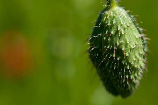 uzmanlar-uyardi:-kuduz-salatalik-hizla-yayiliyor
