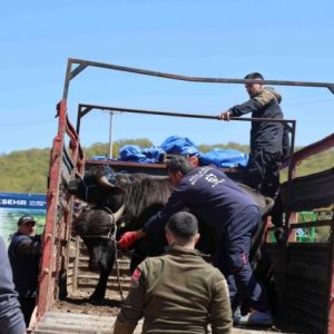 kandira’da-damizlik-manda-dagitimi-yapildi