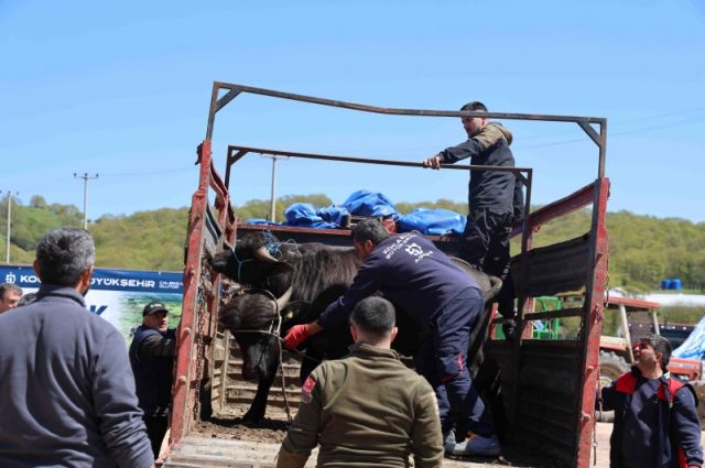 kandira’da-damizlik-manda-dagitimi-yapildi