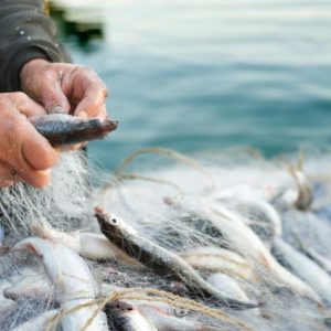 ege-birligi:-balik-ihracati-552-milyon-dolara-ulasti