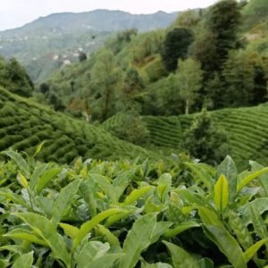 erdogan:-yas-cay-fiyati-34-35-tl-olmali