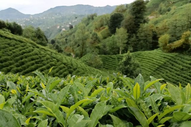 erdogan:-yas-cay-fiyati-34-35-tl-olmali