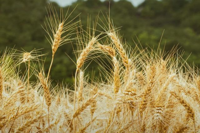 fas:-avustralya-bugday-uretimi-29-milyon-tona-dusecek