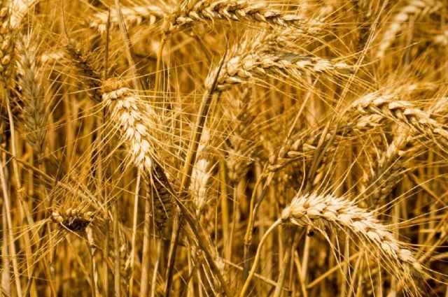 ukrayna’da-tahil-stoklari-yillik-%51-artti