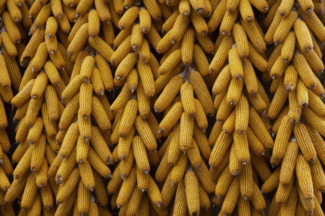 avrupa’da-misir-fiyatlari-maliyet-artisiyla-yukseldi