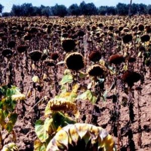arjantin-aycicegi-ihracatinin-%85’ini-sezon-bitmeden-tamamladi