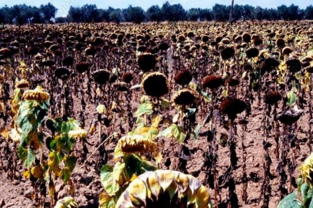 arjantin-aycicegi-ihracatinin-%85’ini-sezon-bitmeden-tamamladi