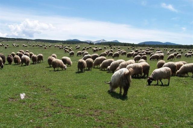ciftciye-1,35-milyar-tl-tarimsal-destek-odemesi-hesaplarda
