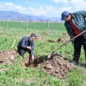 antalya-buyuksehir-korkuteli’de-dut-fidani-dagitti