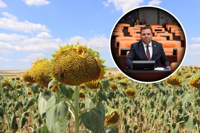 ediz-un:-yaglik-aycicegi-uretimi-son-9-yilin-en-dusugunde