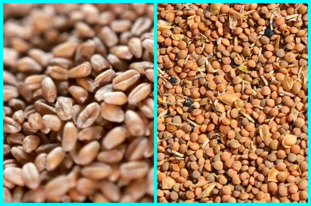 urfa’da-hububat-piyasasi:-sert-bugday-ve-mercimek-yukseliste