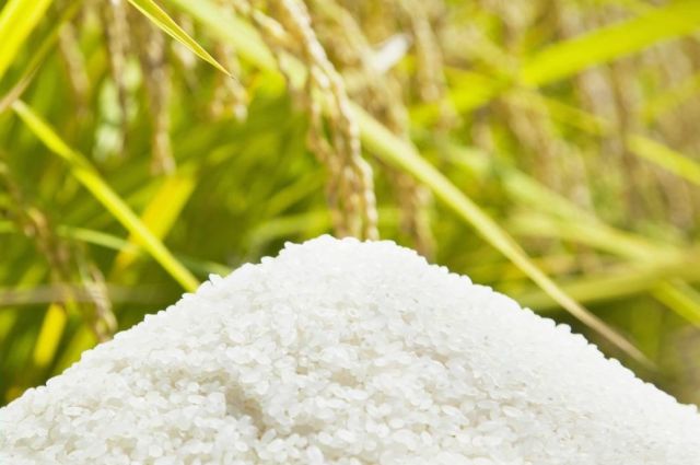 usda:-kuresel-pirinc-uretimi-11-yil-sonra-ilk-kez-dusecek