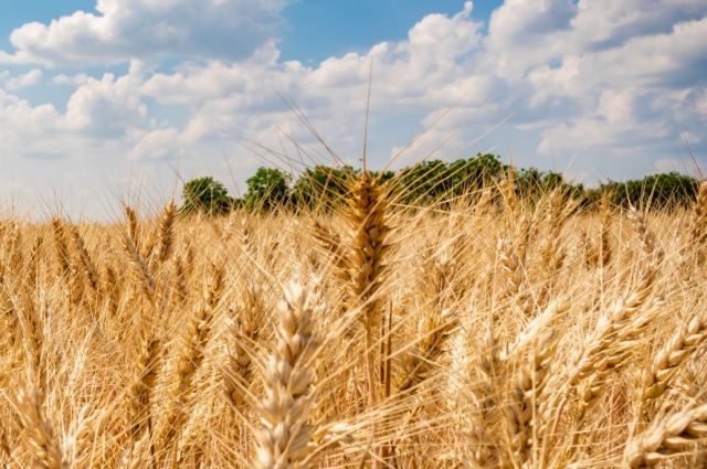 usda:-kuresel-tahil-uretimi-yeni-sezonda-48-milyon-ton-dusecek