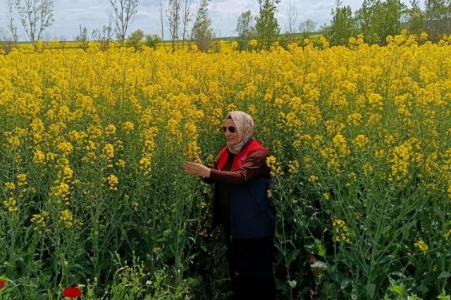 kirklareli-tarim-mudurlugu-babaeski'de-kanola-kontrolu-yapti