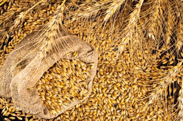 ikar:-rusya'nin-bugday-rekoltesi-tahmini-91,5-milyon-tona-cikti