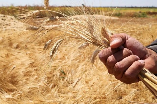 suudi-arabistan'da-bugday-uretimi-1,3-milyon-ton-oldu