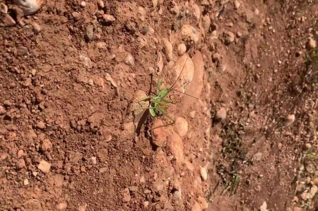 bakanlik-acikladi:-nemrut'ta-biyokacakcilik-yapanlara-ceza
