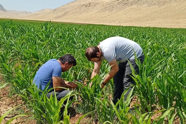 tarim-ve-orman-bakanligi:-marmara'da-cekirge-istilasi-yok