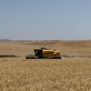 platts:-karadeniz-bugday-fiyatlari-son-uc-haftanin-zirvesinde