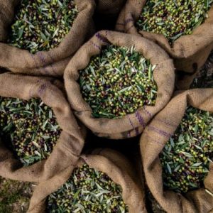 ezzib:-zeytin-ve-zeytinyagi-ihracati-ilk-yarida-yuzde-30-dustu