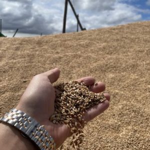 usda:-arjantin'de-bugday-uretimi-21,6-milyon-tona-dusecek