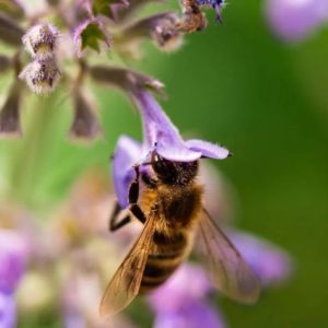 newcastle-universitesi:-stres-bombus-arilarinin-gorusunu-keskinlestiriyor