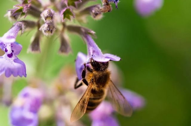 newcastle-universitesi:-stres-bombus-arilarinin-gorusunu-keskinlestiriyor