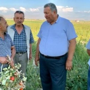 omer-fethi-gurer:-serik'te-yesil-domates-icradan-satista