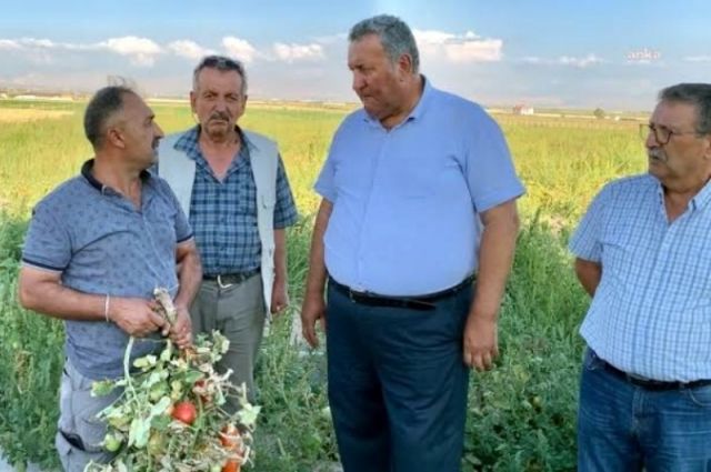 omer-fethi-gurer:-serik'te-yesil-domates-icradan-satista