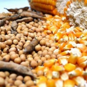 cbot:-bugday,-misir-ve-soya-vadeli-islemleri-gunu-dususle-kapatti