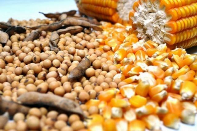 cbot:-bugday,-misir-ve-soya-vadeli-islemleri-gunu-dususle-kapatti