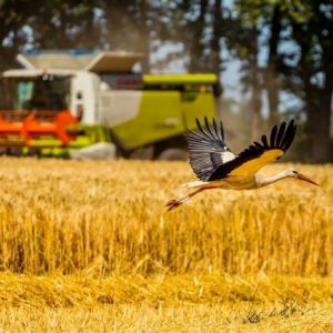 ukrayna-tarim-bakanligi:-hububat-hasadi-17,6-milyon-tona-ulasti