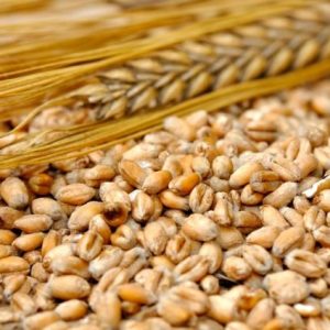 agrocereale:-moldova'da-arpa-fiyatlari-hasatla-geriledi