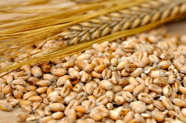 agrocereale:-moldova'da-arpa-fiyatlari-hasatla-geriledi