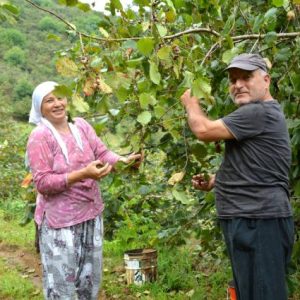 tmo-2026/27-donemi-kabuklu-findik-alim-fiyatlarini-acikladi