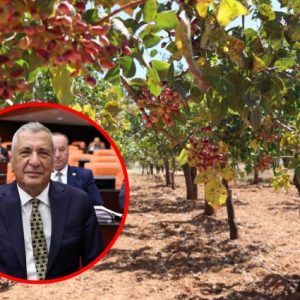 chp'li-ozturkmen:-boz-fistikta-uretici-desteklenmeli