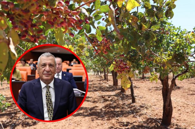 chp'li-ozturkmen:-boz-fistikta-uretici-desteklenmeli