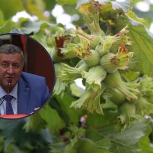 chp'li-gurer:-findik-alim-fiyati-370-tl'ye-yukseltilmeli