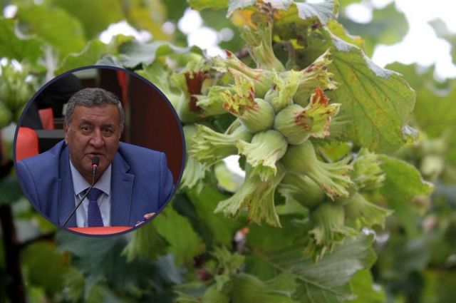 chp'li-gurer:-findik-alim-fiyati-370-tl'ye-yukseltilmeli