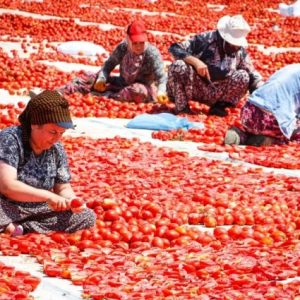izmir-buyuksehir-belediyesi,-torbali’da-kuru-domatesi-destekliyor