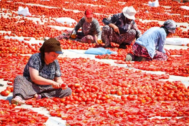 izmir-buyuksehir-belediyesi,-torbali’da-kuru-domatesi-destekliyor