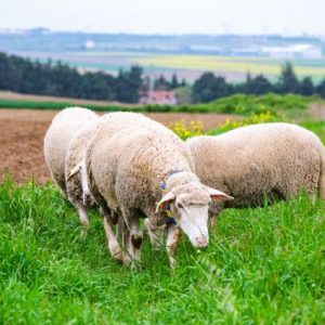 fao:-koyun-eti-fiyatlari-temmuzda-yeni-rekor-kirdi