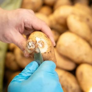 okinawa-enstitusu,-patates-bakterisine-karsi-virusu-inceledi