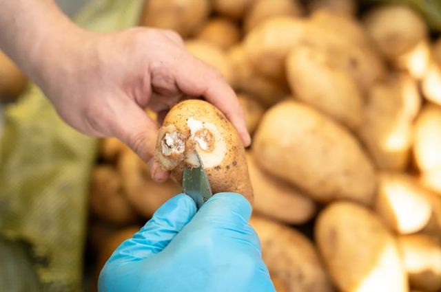 okinawa-enstitusu,-patates-bakterisine-karsi-virusu-inceledi