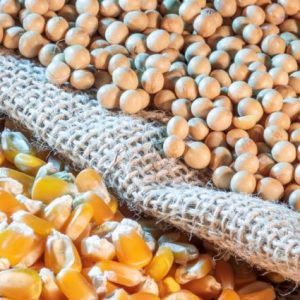 abd-tarim-bakanligi:-misir-ve-soya-ekili-alanlar-geriledi