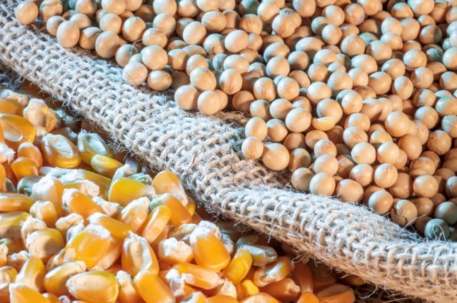 abd-tarim-bakanligi:-misir-ve-soya-ekili-alanlar-geriledi