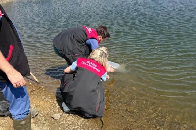 balikesir’de-goletlere-116-bin-sazan-yavrusu-birakilacak