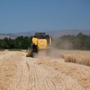 ikar:-rusya’da-bugday-fiyatlari-liman-sorunlariyla-geriledi