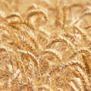 rusya-tarim-bakanligi:-bugday-ihracat-vergisi-8,65-dolar-olacak