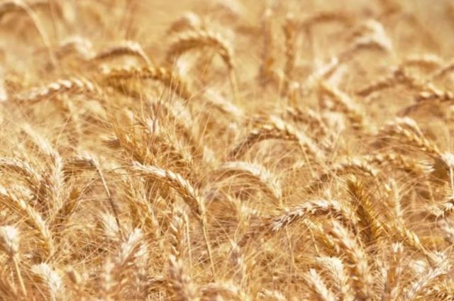 rusya-tarim-bakanligi:-bugday-ihracat-vergisi-8,65-dolar-olacak